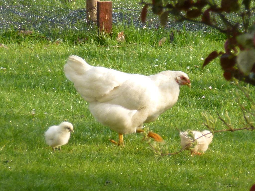 Mollett'S Farm Apartment Saxmundham Luaran gambar